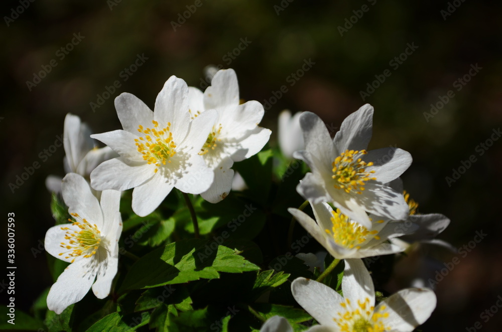 Anemone nemerosa, macro of a beautiful spring forest flower. Wood anemone (Anemone nemorosa) flower with soft focus. Anemone nemerosa, macro of a beautiful spring forest flower. Wood anemone (Anemone nemorosa) flower with soft focus.