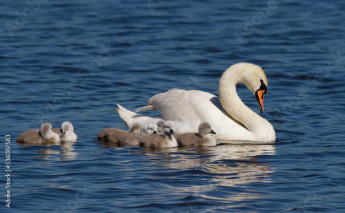 Mute swan  cygnus olor. Adult bird  female and brood of chicks