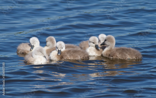 Mute swan, cygnus olor. Chicks floating on the river after the mother © Юрій Балагула