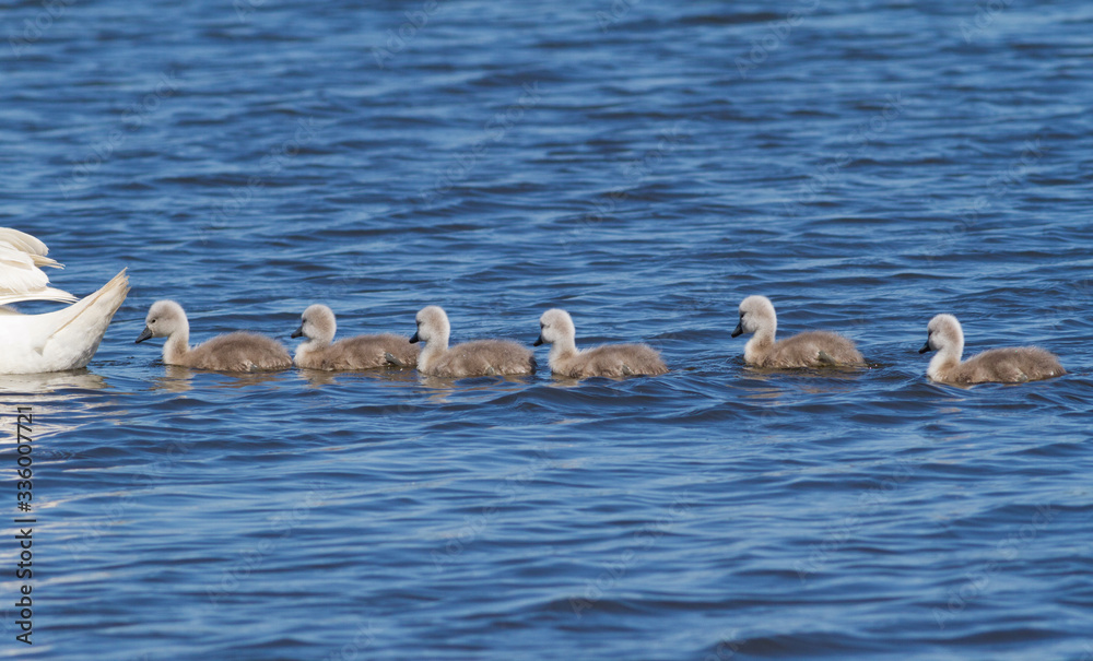 Mute swan, cygnus olor. Chicks floating on the river after the mother Mute swan, cygnus olor. Chicks floating on the river after the mother