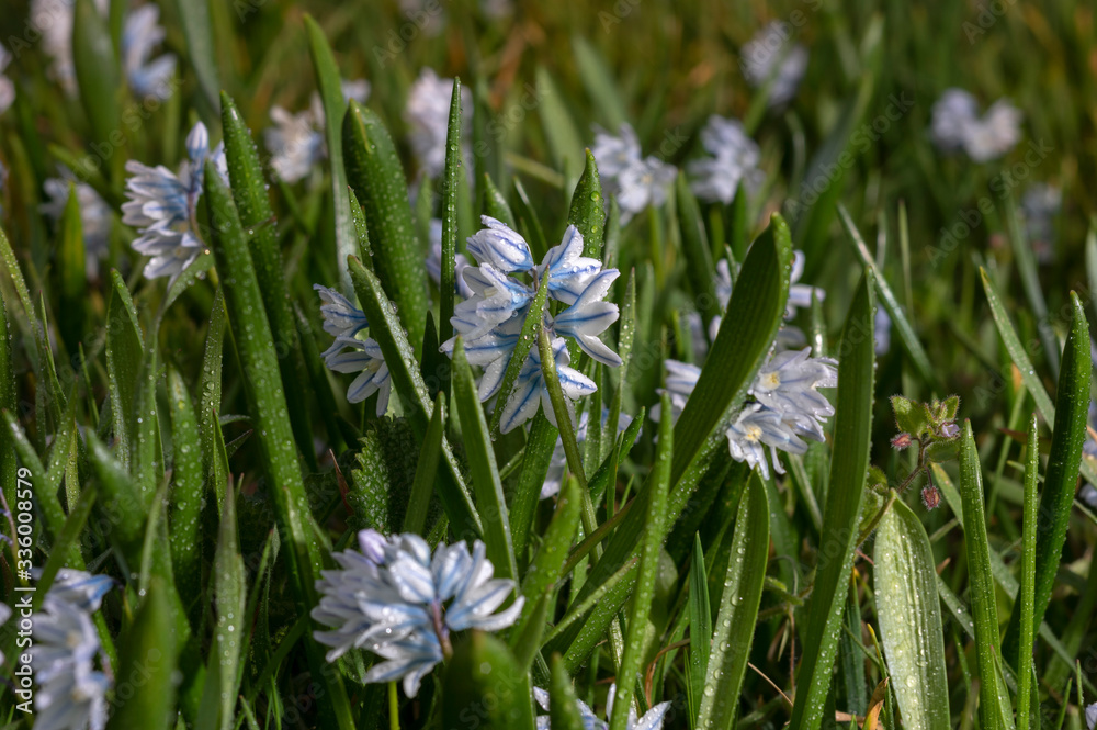 Puschkinia scilloides (Striped squill ) is a genus of three known