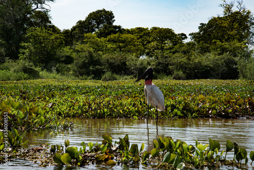 Beautiful Pantanal