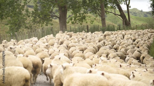 A flock of beautiful white sheep running towards the ranch in New Zealand - wide shot