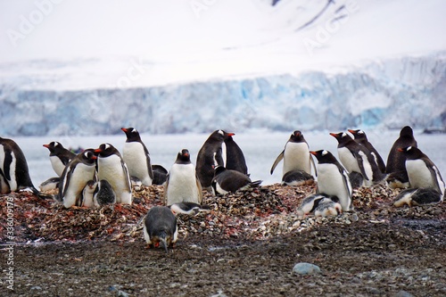 Eselspinguine in der Antarktis