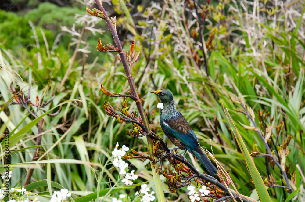 Obraz premium Tui bird in plants on mount victoria