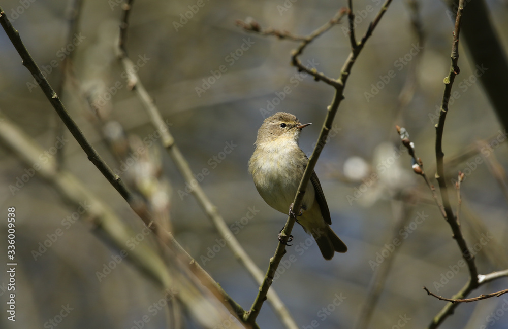 A pretty Chiffchaff, Phylloscopus collybita, perching on a branch of a tree in spring.