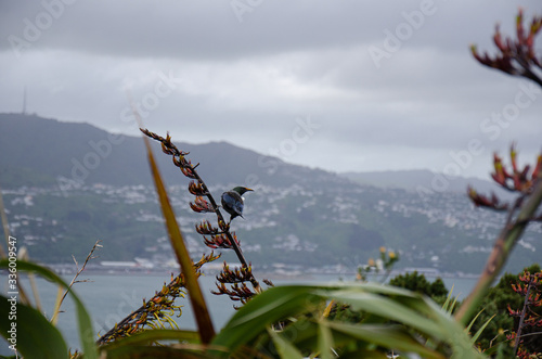 Tui bird in plants on mount victoria
