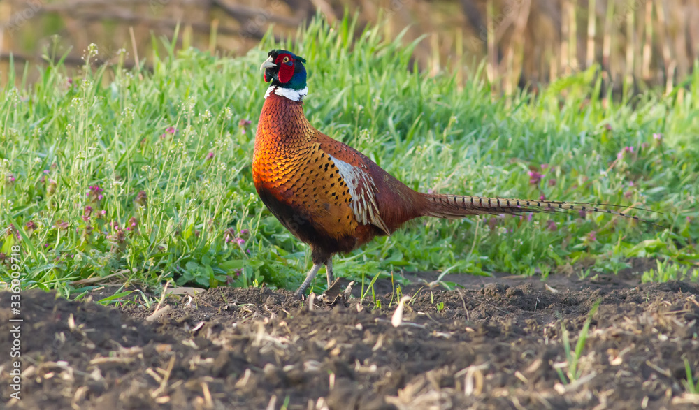 Fototapeta premium Pheasant, phasianus. Bird walks on a plowed field in the early morning