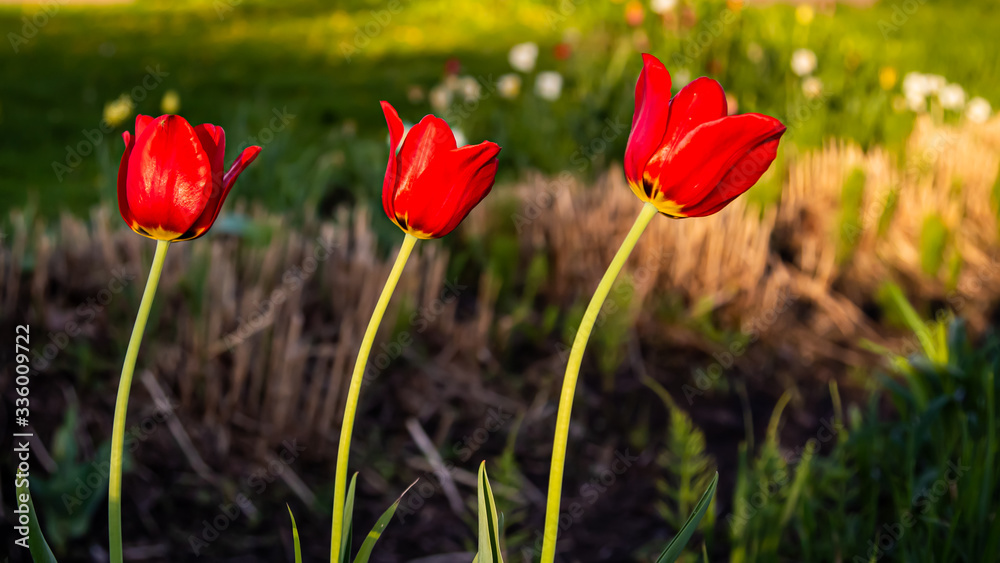 Fototapeta premium red tulips in spring