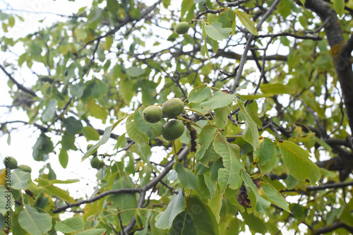 Fresh green walnuts on a walnut tree. Walnut tree full with a fruits of walnut
