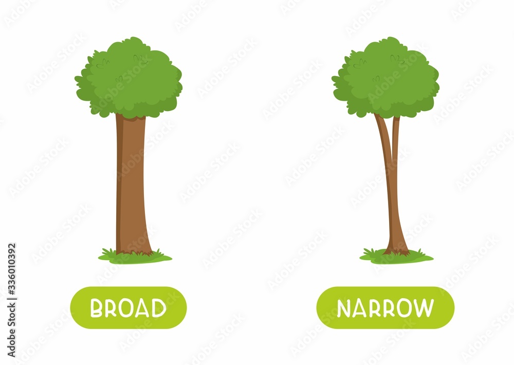 Narrow and broad antonyms word card flat vector template. Flashcard for english language learning. Big and small opposites concept. Thick and thin tree cartoon illustration with typography