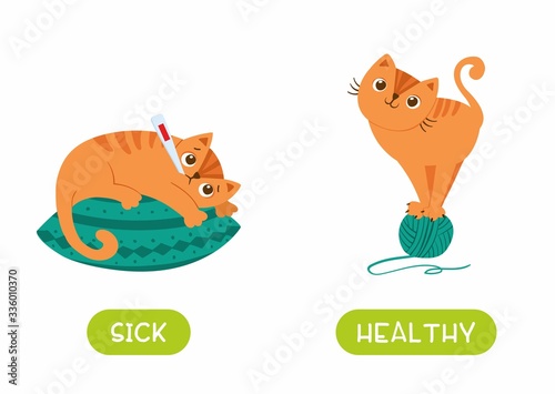 Cat lying on pillow with thermometer and playful kitten flat illustration with typography. Healthy and sick antonyms flashcard vector template. Word card for english language learning, flat characters