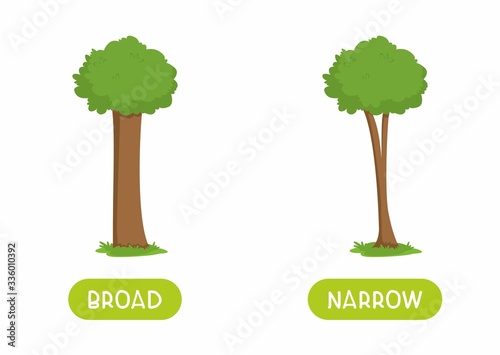 Narrow and broad antonyms word card flat vector template. Flashcard for english language learning. Big and small opposites concept. Thick and thin tree cartoon illustration with typography