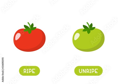 Red and green tomato cartoon illustration with typography. Ripe and unripe antonyms word card flat vector template. Flashcard for english language learning. Opposites concept.