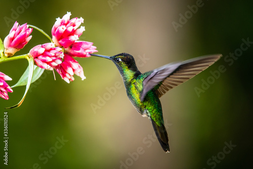 Blue hummingbird Violet Sabrewing flying next to beautiful red flower. Tinny bird fly in jungle. Wildlife in tropic Costa Rica. Two bird sucking nectar from bloom in the forest. Bird behaviour © vaclav