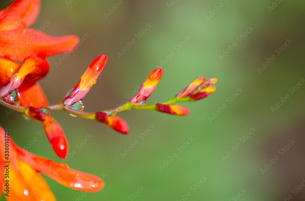 Drops of water on orange flowers in bloom. Sprintime
