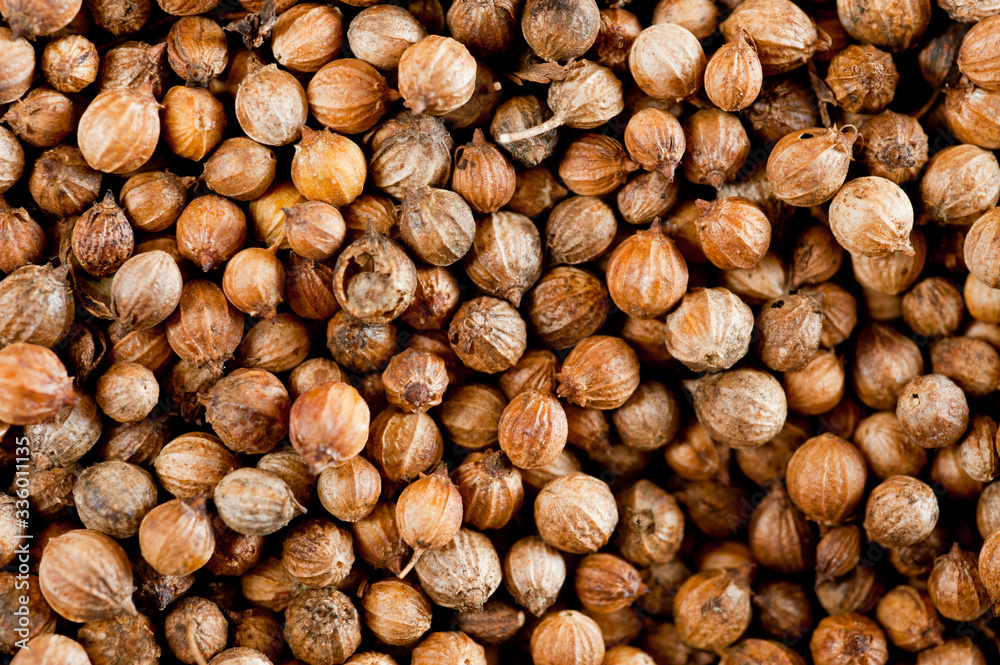 Coriander grains shot large on a wooden background. Background for spices and cuisine. Coriander grains shot large on a wooden background. Background for spices and cuisine.