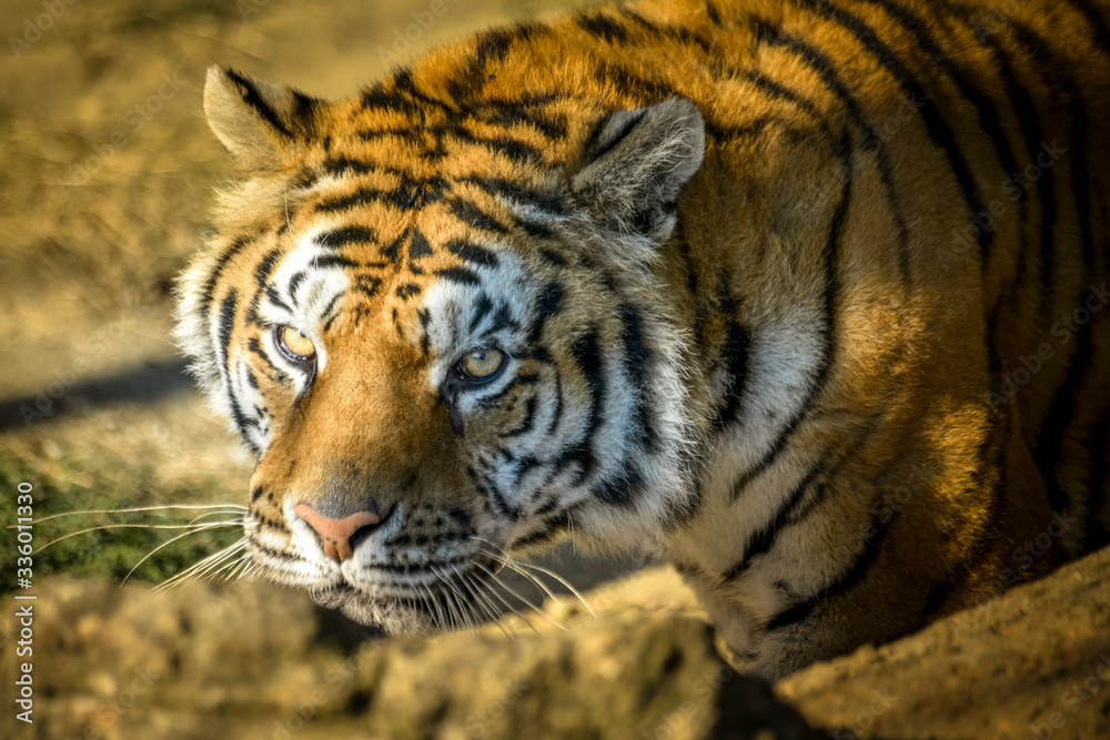 Fototapeta premium regard perçant d'un tigre en gros plan