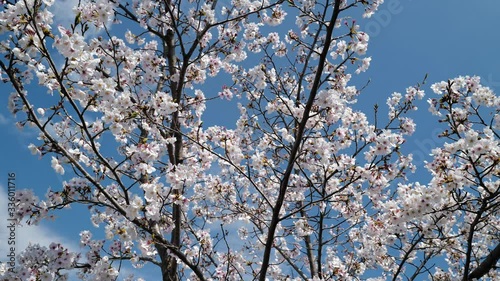 桜