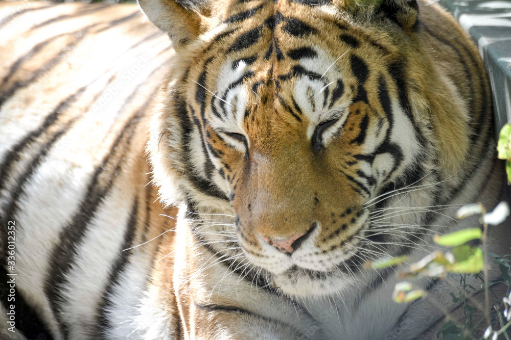Obraz premium regard perçant d'un tigre en gros plan