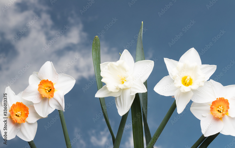 Daffodils with a blue and cloudy sky in the background, narcissus. Daffodils with a blue and cloudy sky in the background, narcissus.