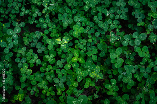 Green clover leaves with a dense green carpet line the flowerbed. Background of juicy round fresh leaves of summer plant.