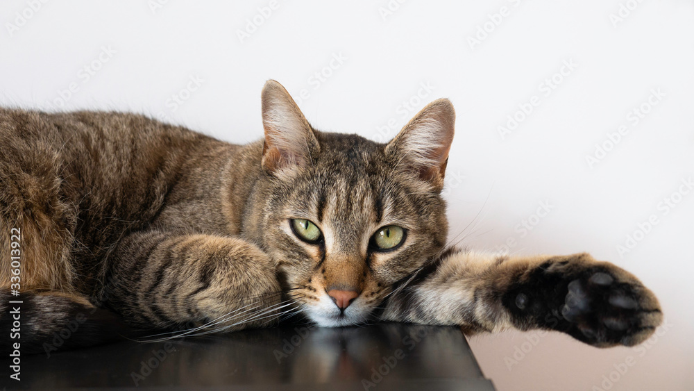 A striped cat with green eyes looks straight at the camera as it lies. A striped cat with green eyes looks straight at the camera as it lies.
