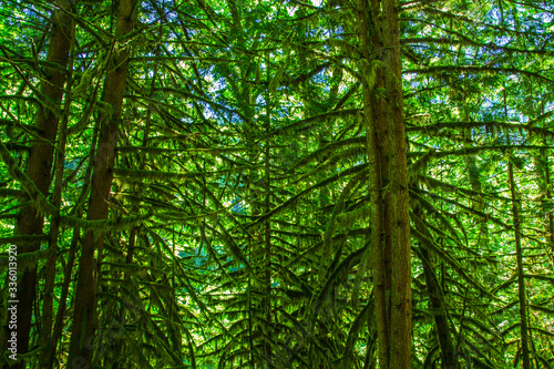 Moss on pine trees