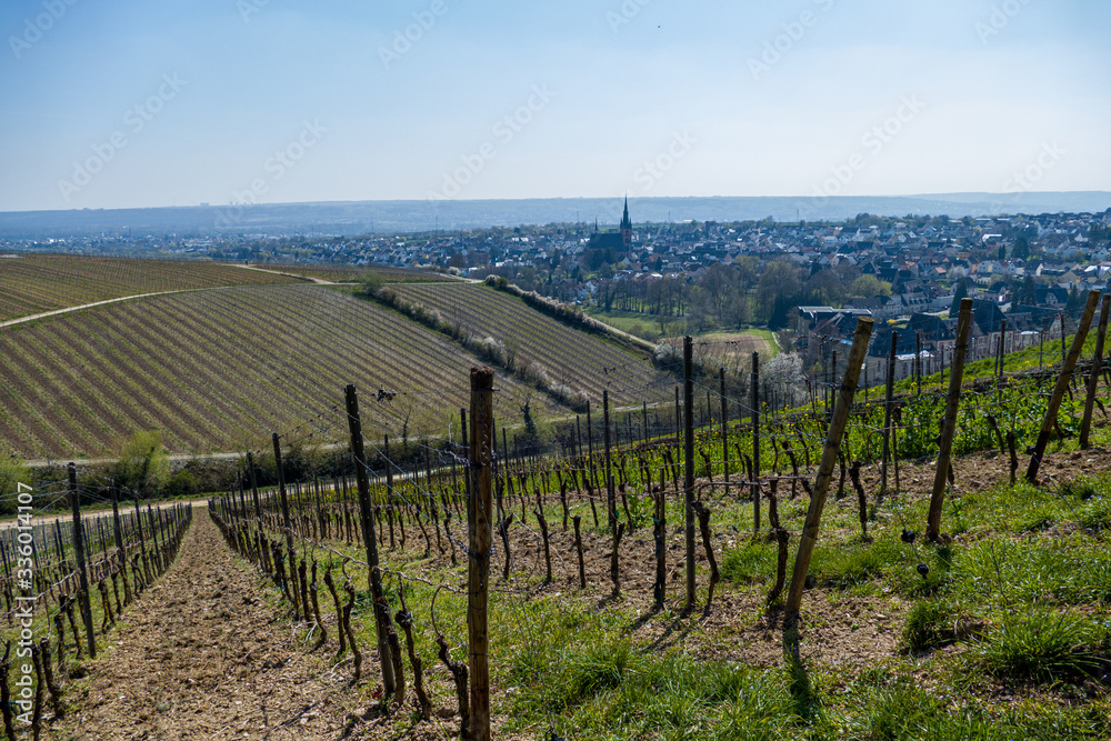 Vineyard in the Rheingau (Kiedrich) with a village with a church and blue sky in the background during spring on a sunny day