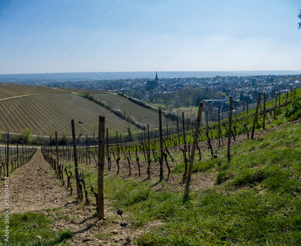 Vineyard in the Rheingau (Kiedrich) with a village with a church and blue sky in the background during spring on a sunny day
