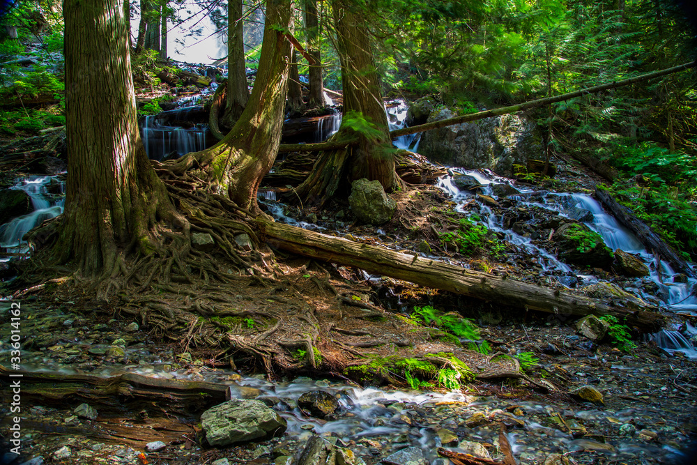 forest, tree, nature, green, trees, water, moss, river, woods, landscape, stream, wood, environment, root, spring, jungle, natural, roots, leaf, outdoors, foliage, rainforest, tropical, broken, rock forest, tree, nature, green, trees, water, moss, river, woods, landscape, stream, wood, environment, root, spring, jungle, natural, roots, leaf, outdoors, foliage, rainforest, tropical, broken, rock