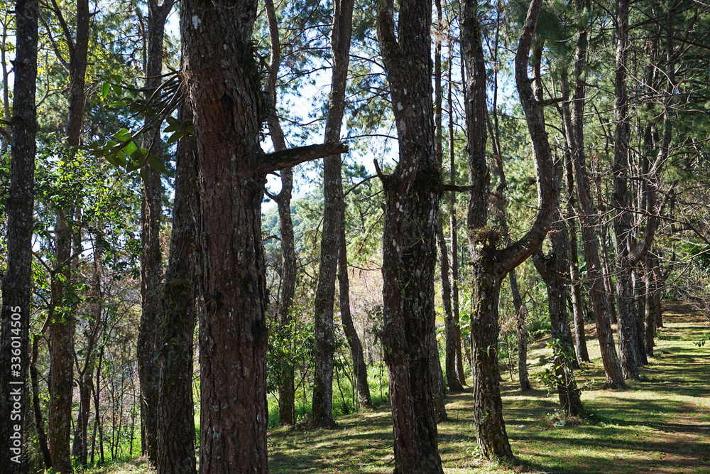 Landscape of Natural green rainforest park