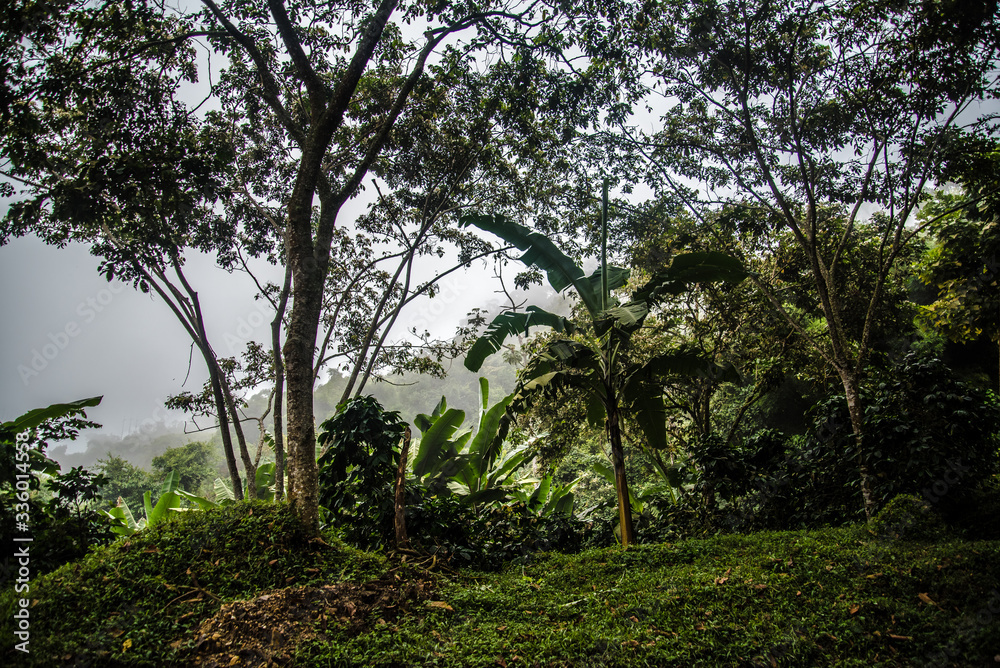 Beautiful Minca in Colombia Beautiful Minca in Colombia
