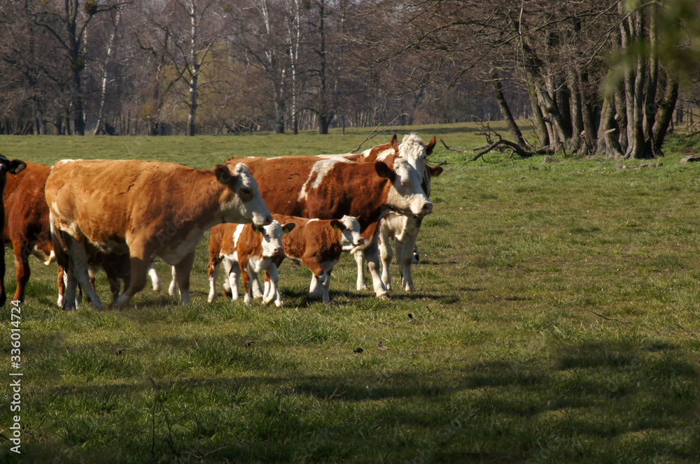 Kühe auf dem Land grasen auf der Weide