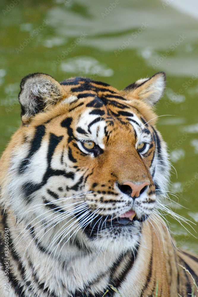 Fototapeta premium tigre se relaxant dans un bassin avec le regard gentil