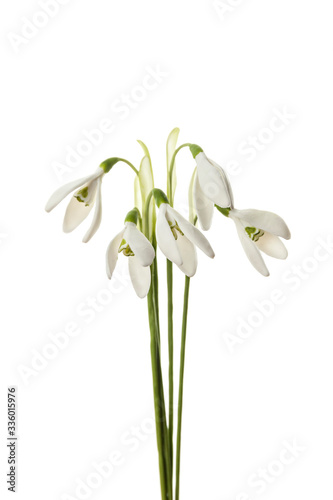 Spring tender snowdrops isolated on white background. Delicate art for congratulations on birthday or wedding.