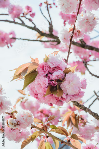 branch of blossom pink cherry or sakura in garden, vertical outdoors stock photo image photo