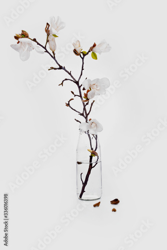 spring white colored magnolia tree with flowers and buds
