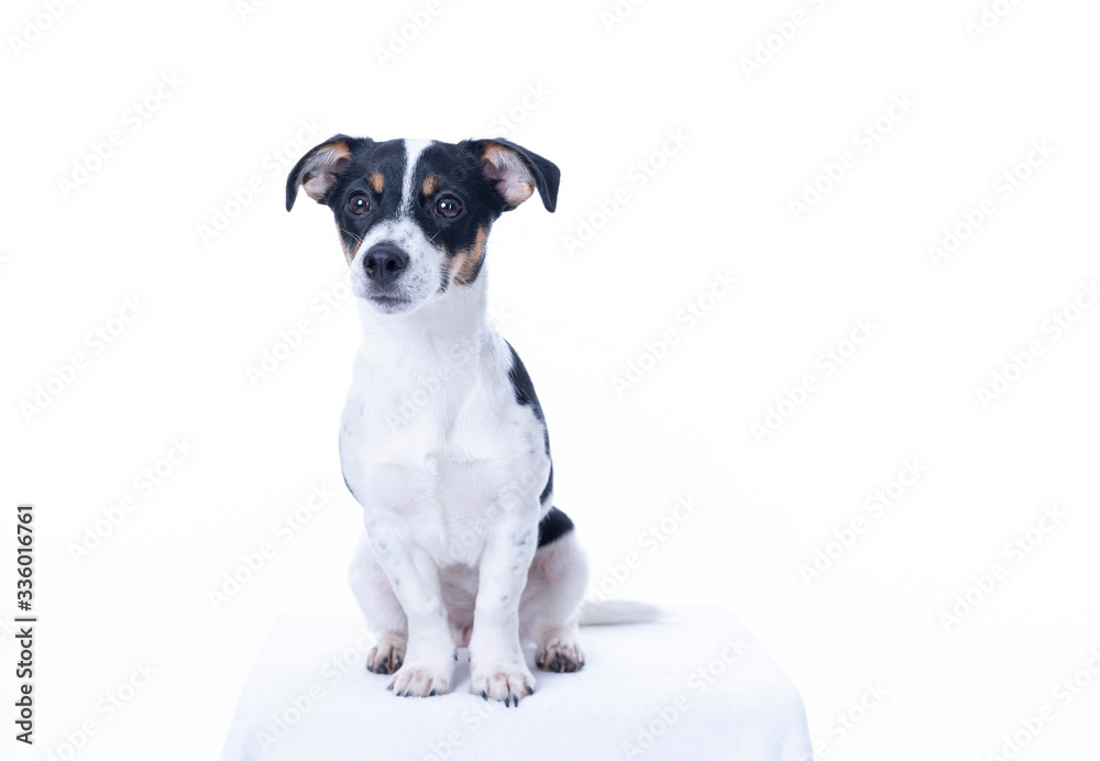 Brown, black and white Jack Russell Terrier posing in a studio, the dog looks straight into the camera, isolated on a white background, copy space