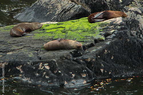 Fur seals at Milford Sound in Fiordland National Park in Southland on South Island of New Zealand 