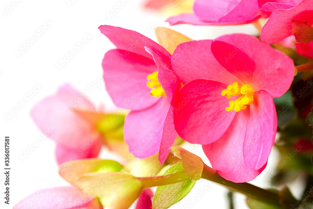 Bright pink cucullata begonia flowers or wax begonia, club begonia. Wax begonia pink. Begonia decorative plant close-up. Pink begonia flowers close up. Bright pink cucullata begonia flowers or wax begonia, club begonia. Wax begonia pink. Begonia decorative plant close-up. Pink begonia flowers close up.