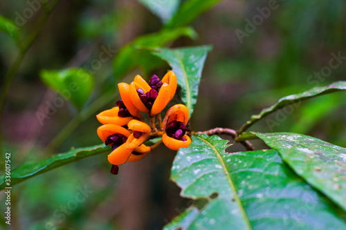 Hairy Red Pittosporum plant in Daintree Rainforest