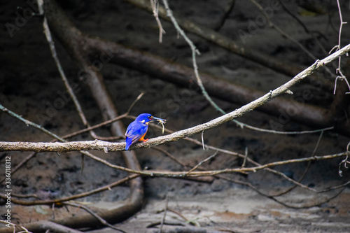 Blue bird eating bug in daintree rainforest