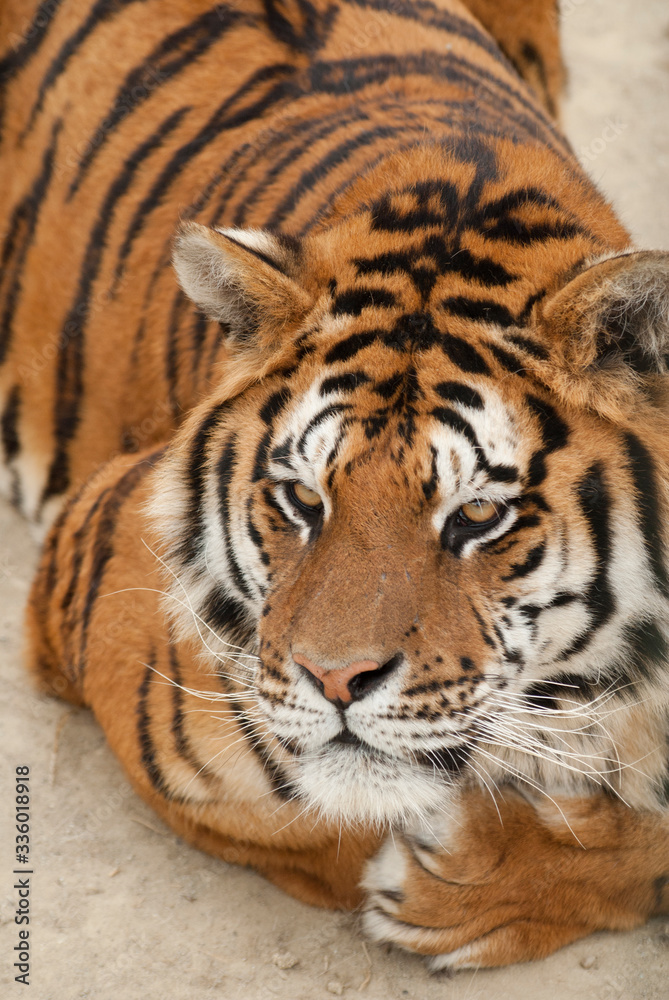 Obraz premium regard perçant d'un tigre en gros plan
