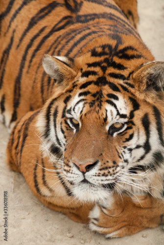 Fototapeta Naklejka Na Ścianę i Meble -  regard perçant d'un tigre en gros plan
