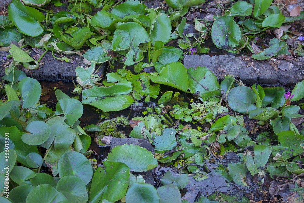 green leaves in the water green leaves in the water