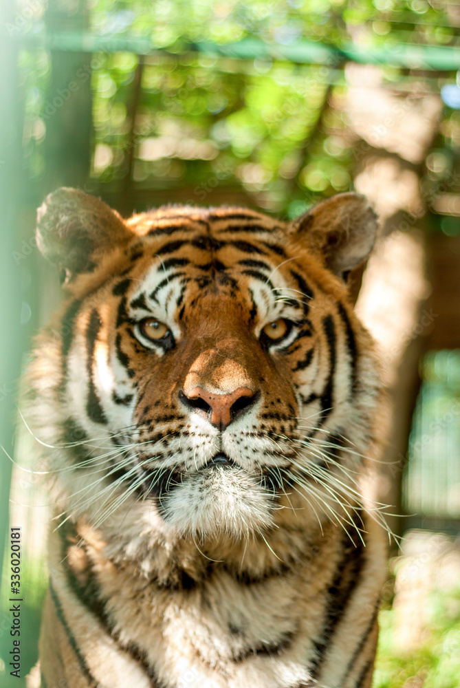 regard perçant d'un tigre en gros plan regard perçant d'un tigre en gros plan
