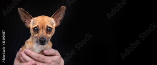 small dog in the arms