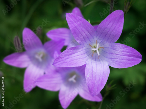 Blüten einer Glockenblume