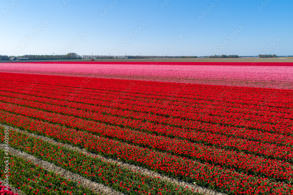Buntes Tulpenfeld in den Niederlanden aus der Luft
